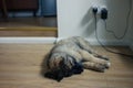 Cute Leonberger puppy sleeping on floor Royalty Free Stock Photo