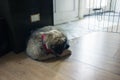 Leonberger puppy sleeping on floor Royalty Free Stock Photo