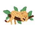 Cute Leopard Character Lying On Tree Branch Vector Illustration Royalty Free Stock Photo