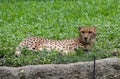 Cute leopard stares at the camera lying on the grass in the Singapore zoo Royalty Free Stock Photo