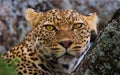 Cute leopard with yellow eyes on a tree