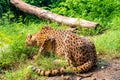 Cute leoprad lying in the grass Royalty Free Stock Photo