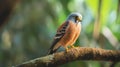 The cute Lesser Kestrel is relaxing in a forest tree