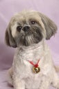 Cute Lhasa Apso Royalty Free Stock Photo