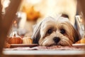 Cute Lhasa Apso Dog Looking at Festive Thanksgiving Dinner Table