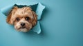 cute lhasa apso peeking through a hole Royalty Free Stock Photo