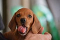 A cute licky puppy Dachshund in Vietnam. Royalty Free Stock Photo