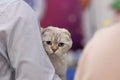 Cute light beige scottish fold cat with unusual blue eyes sitting on owner hands, serious and attentive look right to the camera. Royalty Free Stock Photo