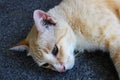 A cute light brown cat resting on the ground