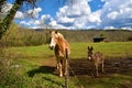 Cute light brown horse and a donkey a meadow