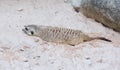 Cute light brown Meercat havinf the rest in the desert sun while Royalty Free Stock Photo