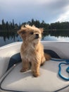 Cute light brown pomapoo dog sitting in a boat.