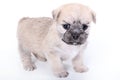 Cute light brown puppy on white background