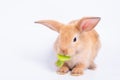 Cute light brown rabbit eat vegetable isolated on white background