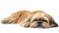 Cute light colored Shitzu dog lying down and looking at the camera. Close-up. Selective focus. Royalty Free Stock Photo