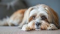 Cute light colored Shitzu dog lying down and looking at the camera. Close-up. Selective focus. Royalty Free Stock Photo