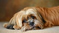 Cute light colored Shitzu dog lying down and looking at the camera. Close-up. Selective focus. Royalty Free Stock Photo