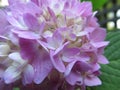 Cute light pink hydrangea flower close up in a garden, Summer 2018 Royalty Free Stock Photo