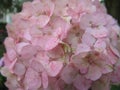 Cute light pink hydrangea flower close up in a garden, Summer 2018 Royalty Free Stock Photo