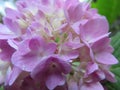 Cute light pink hydrangea flower close up in a garden, Summer 2018 Royalty Free Stock Photo