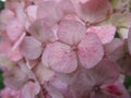 Cute light pink hydrangea flower close up in a garden, Summer 2018 Royalty Free Stock Photo