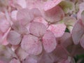 Cute light pink hydrangea flower close up in a garden, Summer 2018 Royalty Free Stock Photo