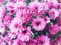 Cute lilac chrysanthemums flowers for floral background Royalty Free Stock Photo