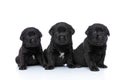 Cute line of three labrador retriever puppies looking up