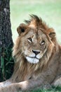 Cute Lion