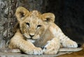Cute lion cub Royalty Free Stock Photo