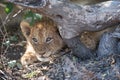 A cute lion cub concealed beneath an exposed root