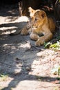 Cute lion cub Royalty Free Stock Photo