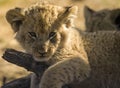 Cute lion cub face is about one of the big five of animal safaris across the African savannah