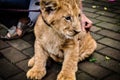 A cute lion cub head portrait watching Royalty Free Stock Photo