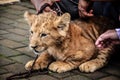 A cute lion cub head portrait watching Royalty Free Stock Photo