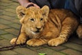 A cute lion cub head portrait watching Royalty Free Stock Photo