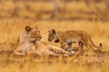 Cute lion cub with mother, African danger animal, Panthera leo, detail Savuti, Botswana in Africa. Cat babe in nature habitat. Royalty Free Stock Photo