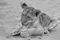 Cute lion cub playing on sand in the Kalahari artistic conversion Royalty Free Stock Photo