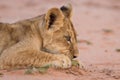 Cute lion cub playing on sand in the Kalahari Royalty Free Stock Photo