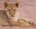 Cute lion cub playing on sand in the Kalahari Royalty Free Stock Photo