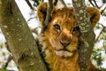 Cute Lion Cub Portrait Royalty Free Stock Photo