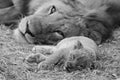 Cute Lion Cub resting with father Royalty Free Stock Photo