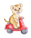Cute Lion cub riding a bike, scooter, motorcycle bicycle isolated on white background