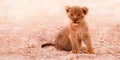 Cute Lion Cub Royalty Free Stock Photo