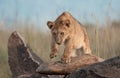 Cute Lion cub testing out a rock Royalty Free Stock Photo