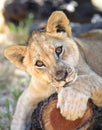 Cute lion cub on tree trunk