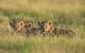 Cute Lion cubs at Amboseli National Park,Kenya Royalty Free Stock Photo