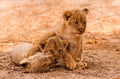 Cute Lion Cubs