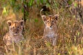 Cute Lion cubs