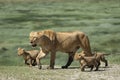 Lioness and her three lion cubs walking together in sunshine in Ndutu Tanzania